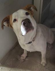 Reunited Female Dog last seen North and Academy, Sanger, CA 93657