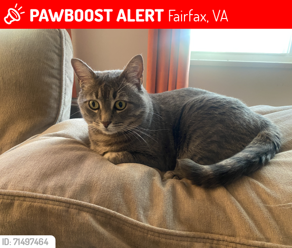 Lost Male Cat last seen Gallows Rd and Anderson Dr, Amberleigh Apartments, Fairfax, VA 22031