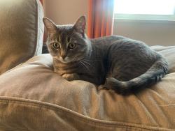 Lost Male Cat last seen Gallows Rd and Anderson Dr, Amberleigh Apartments, Fairfax, VA 22031