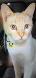 Lost Male Cat last seen Thousand Palms - Palm Tree, Thousand Palms, CA 92276
