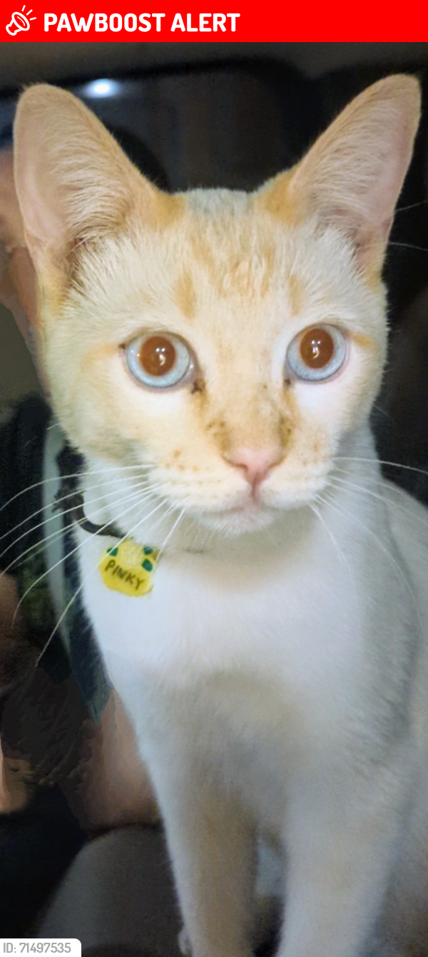 Lost Male Cat last seen Thousand Palms - Palm Tree, Thousand Palms, CA 92276