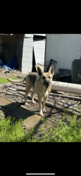 Lost Female Dog last seen Sw48th , Oklahoma City, OK 73119