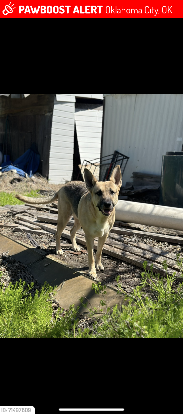 Lost Female Dog last seen Sw48th , Oklahoma City, OK 73119