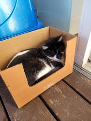 Lost Male Cat last seen Seneca and 35th, Wichita, KS 67217