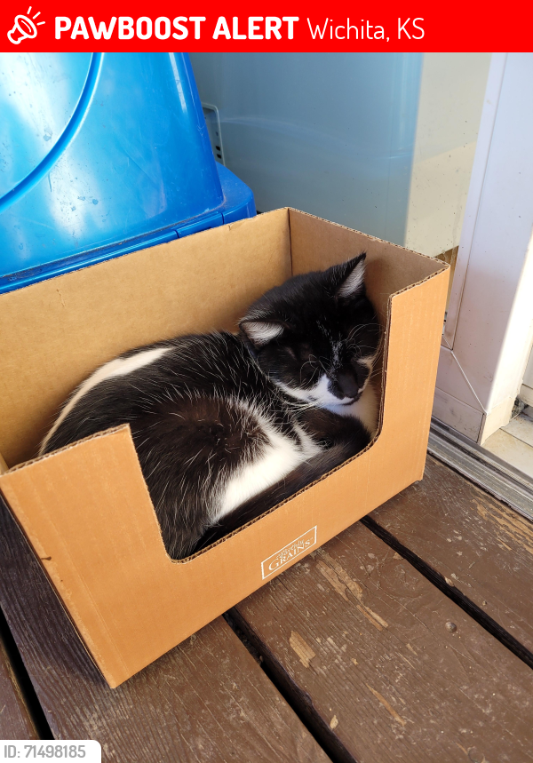 Lost Male Cat last seen Seneca and 35th, Wichita, KS 67217