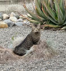 Reunited Unknown Cat last seen Souza Circle, Sacramento, CA 95831