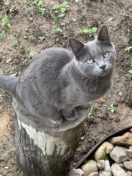 Lost Male Cat last seen Newton Street, Ferntree Gully Vic 3156, Ferntree Gully, VIC 3156