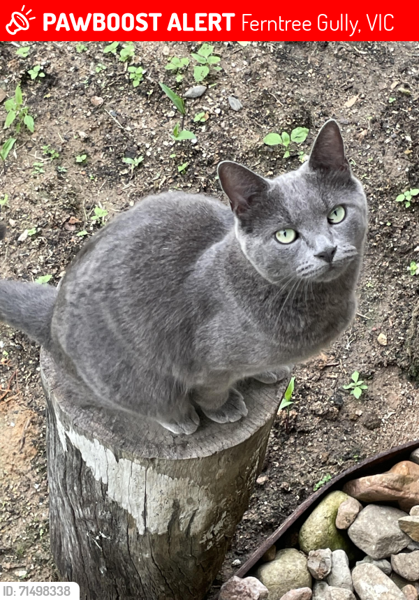 Lost Male Cat last seen Newton Street, Ferntree Gully Vic 3156, Ferntree Gully, VIC 3156