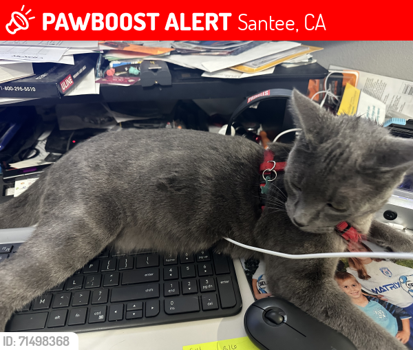 Lost Male Cat last seen Len Ct/Len St, Santee, CA 92071