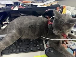 Lost Male Cat last seen Len Ct/Len St, Santee, CA 92071