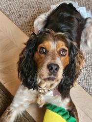 Lost Female Dog last seen Upper Bidwell Park, Chico, CA 95928