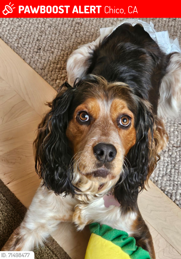 Lost Female Dog last seen Upper Bidwell Park, Chico, CA 95928