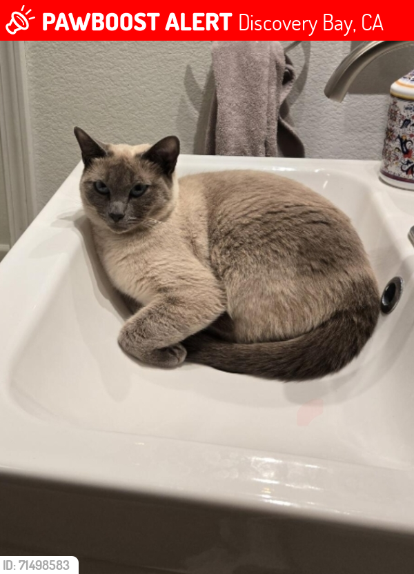 Lost Female Cat last seen Near green castle circle, Discovery Bay, CA 94505