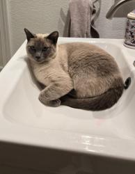 Lost Female Cat last seen Near green castle circle, Discovery Bay, CA 94505