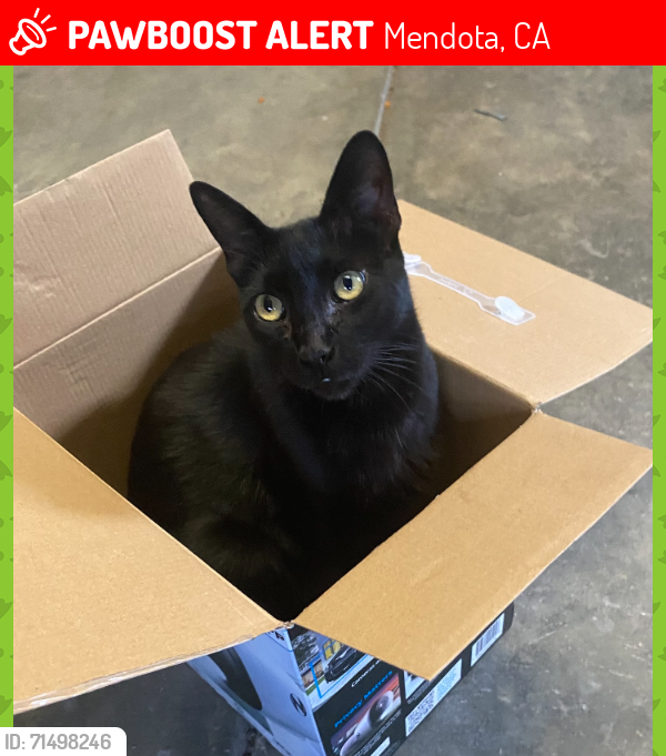 Lost Male Cat last seen Black st, Mendota, CA 93640