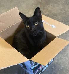Lost Male Cat last seen Black st, Mendota, CA 93640