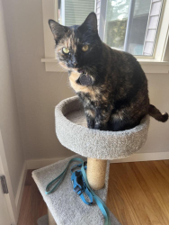 Lost Female Cat last seen Sammamish, Issaquah, WA 98029