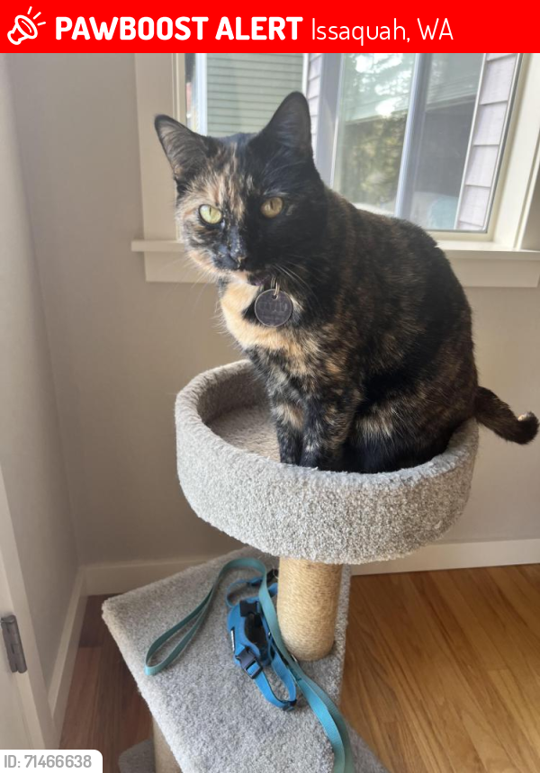 Lost Female Cat last seen Sammamish, Issaquah, WA 98029