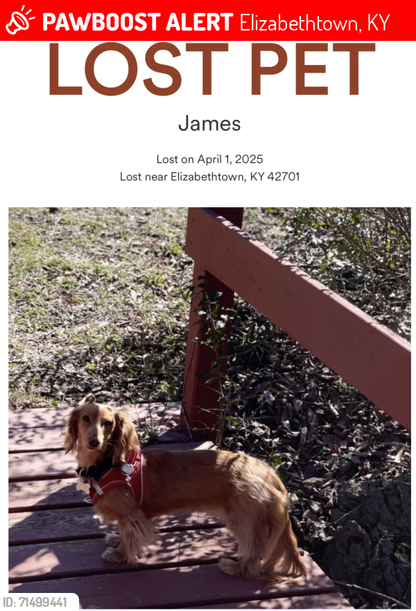 Lost Male Dog last seen HARDIN COUNTY ANIMAL SHELTER , Elizabethtown, KY 42701