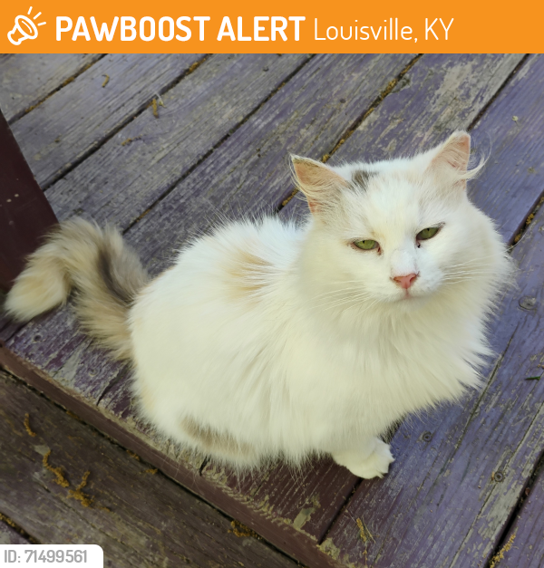 Found/Stray Female Cat last seen Cane run road and lower hunters Trace, Louisville, KY 40258