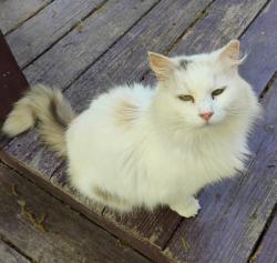 Found/Stray Female Cat last seen Cane run road and lower hunters Trace, Louisville, KY 40258