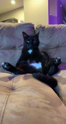 Lost Male Cat last seen Millington condominiums, Hilliard, OH 43026