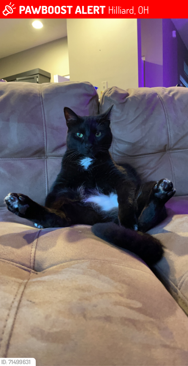 Lost Male Cat last seen Millington condominiums, Hilliard, OH 43026