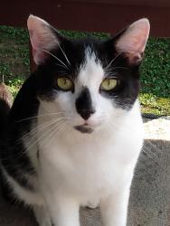 Lost Male Cat last seen Lower hunters and Green Acres Drive, Louisville, KY 40258