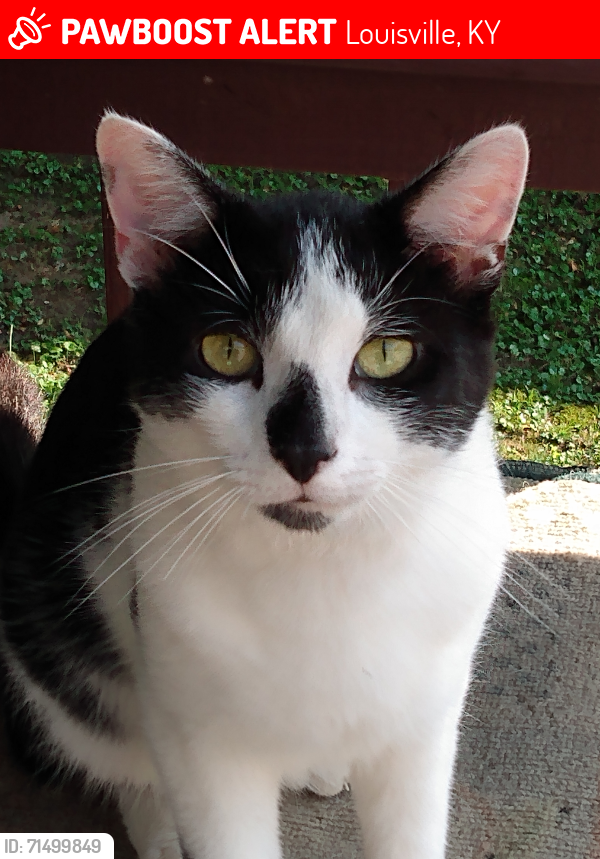 Lost Male Cat last seen Lower hunters and Green Acres Drive, Louisville, KY 40258