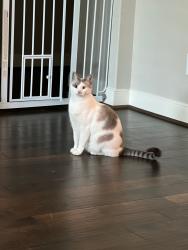 Lost Female Cat last seen Camden Riverwalk apmts, Grapevine, TX 76051