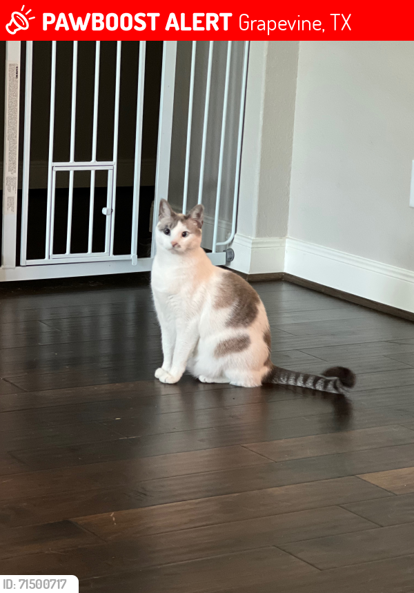 Lost Female Cat last seen Camden Riverwalk apmts, Grapevine, TX 76051