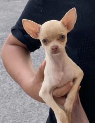 Lost Female Dog last seen Warbier, Palm Desert, CA 92211