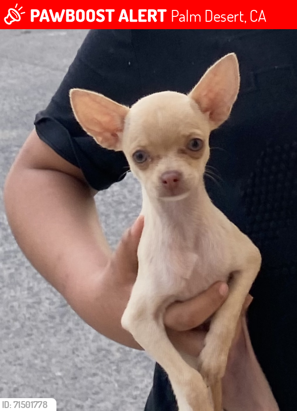 Lost Female Dog last seen Warbier, Palm Desert, CA 92211