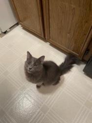 Lost Male Cat last seen CR602, E. Renfro, Christopher, Cindy Ct., Burleson, TX 76028
