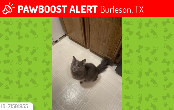 Lost Male Cat last seen CR602, E. Renfro, Christopher, Cindy Ct., Burleson, TX 76028