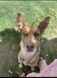 Lost Male Dog last seen G street and Child’s Ave, Merced, CA 95341