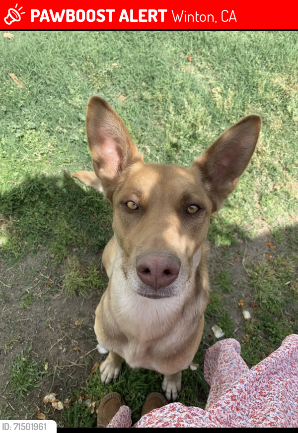 Lost Male Dog last seen G street and Child’s Ave, Merced, CA 95341