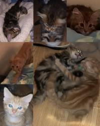 Lost Male Cat last seen Dawpool Road, London, NW2 7LD, Neasden, England NW2