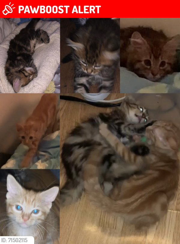 Lost Male Cat last seen Dawpool Road, London, NW2 7LD, Neasden, England NW2