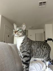 Lost Male Cat last seen Veterans park, Chino Hills, CA 91710