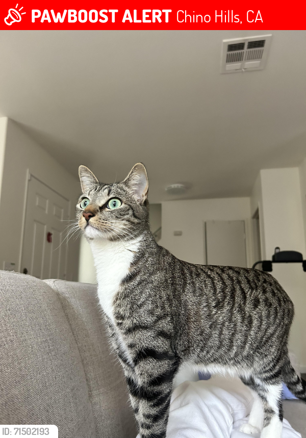 Lost Male Cat last seen Veterans park, Chino Hills, CA 91710
