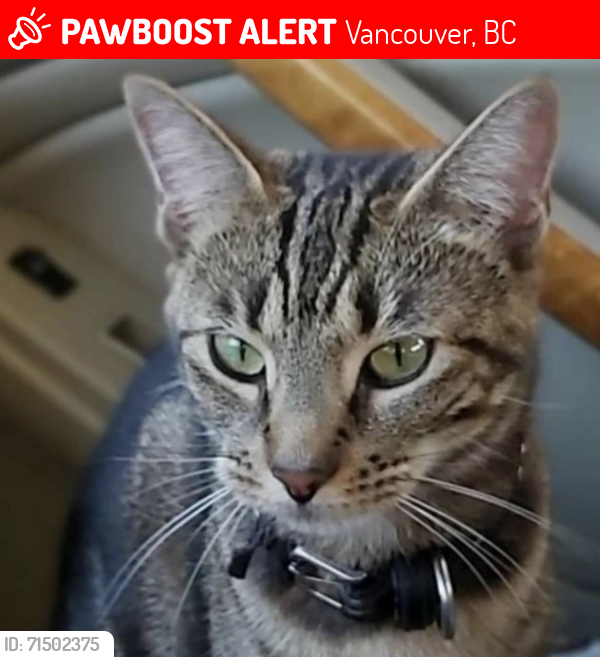 Lost Female Cat last seen United blvd Coquitlam , Vancouver, BC 