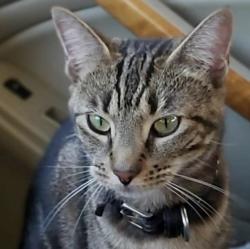 Lost Female Cat last seen United blvd Coquitlam , Vancouver, BC 