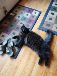 Lost Male Cat last seen Asbury road, Westfield, NC 27053