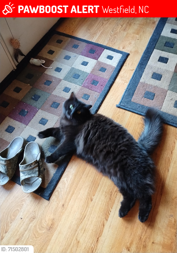 Lost Male Cat last seen Asbury road, Westfield, NC 27053