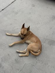 Reunited Male Dog last seen Hesperia Road and Willow, Hesperia, CA 92345