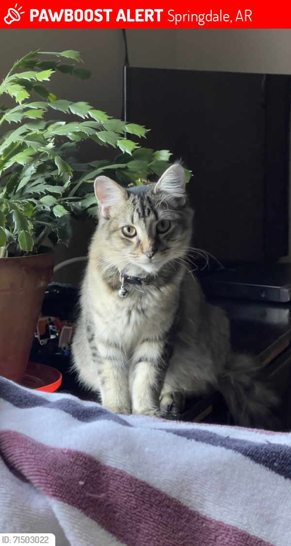 Lost Male Cat last seen E Robinson Ave , Springdale, AR 72764