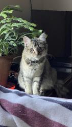 Lost Male Cat last seen E Robinson Ave , Springdale, AR 72764