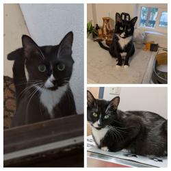 Lost Female Cat last seen keizer rapids disk golf chemawa rd north, Keizer, OR 97303