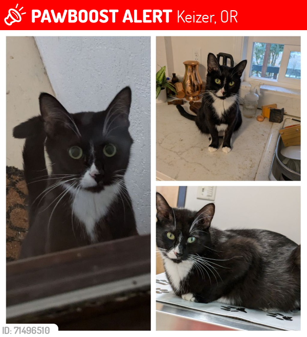 Lost Female Cat last seen keizer rapids disk golf chemawa rd north, Keizer, OR 97303